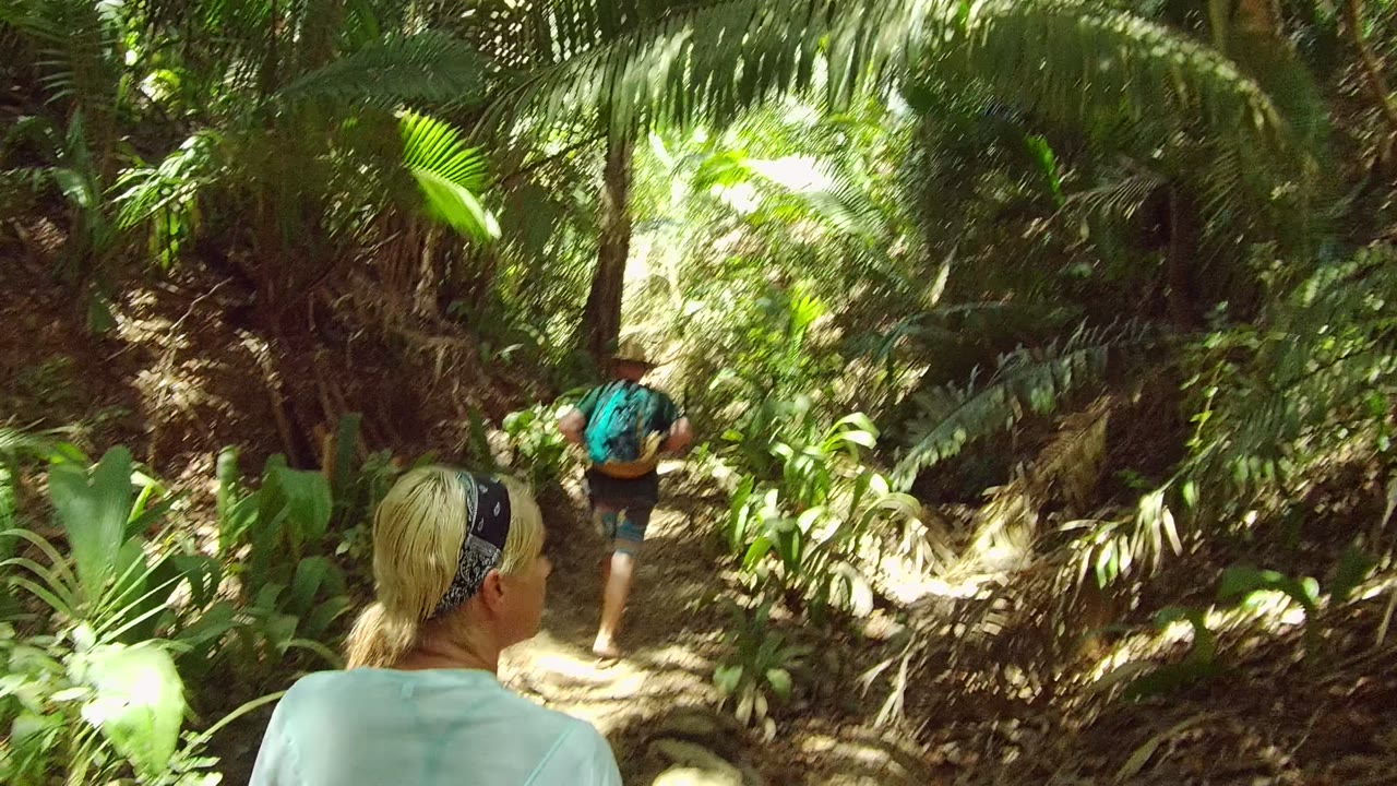 Group hiking deeper into dense green forest.