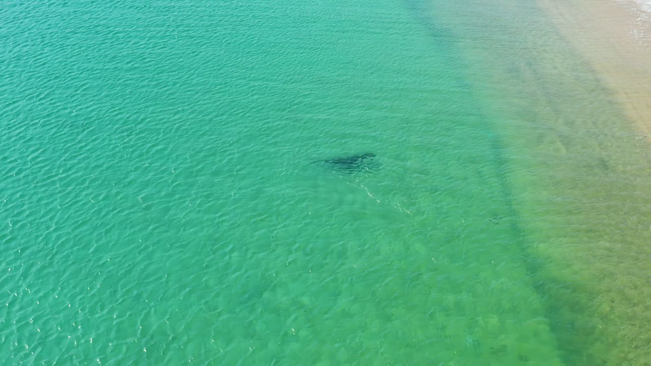 At Los Frailes in Los Cabos, a dark shark shape is visible beneath clear turquoise shallows near pale sand, with no visible people.