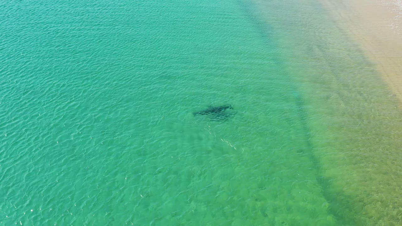 The shark remains under rippled turquoise water at Los Frailes, with the sandy shallows filling the right side and no visible people.