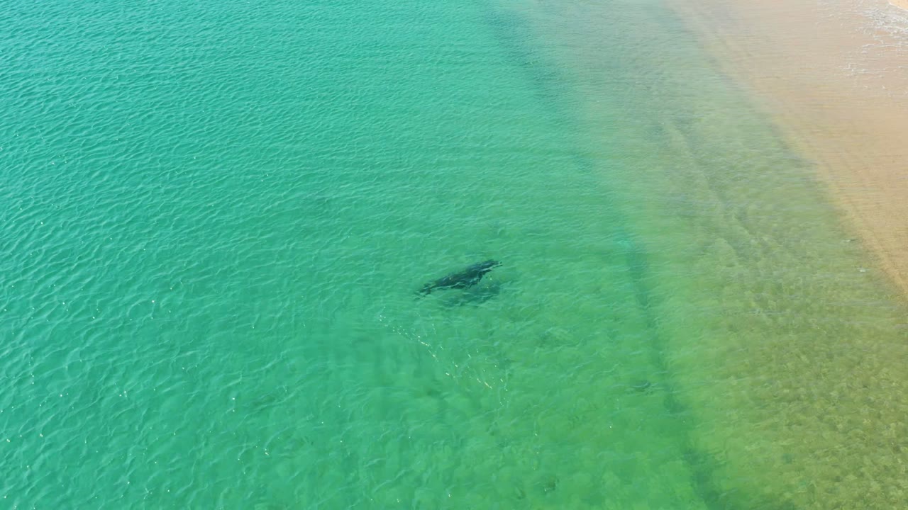 A shark silhouette sits slightly farther right in the clear Los Frailes shallows, with pale beach sand at the upper right and no visible people.