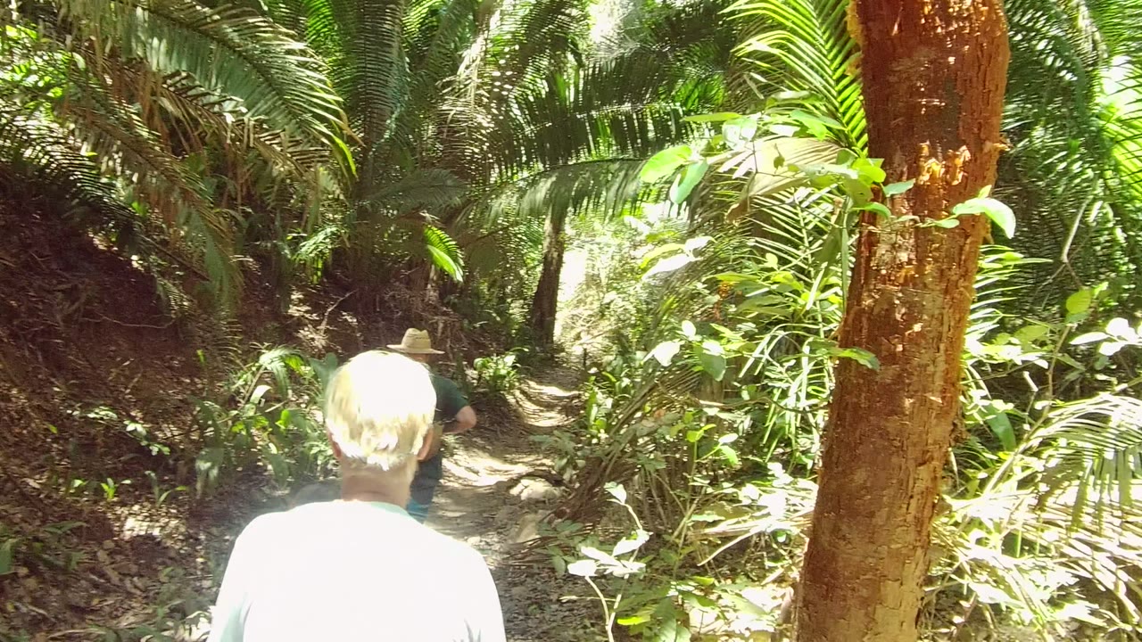 A hiker in a light shirt is strongly lit from behind while the path ahead remains surrounded by palms and mixed shade in San Pancho, Nayarit.