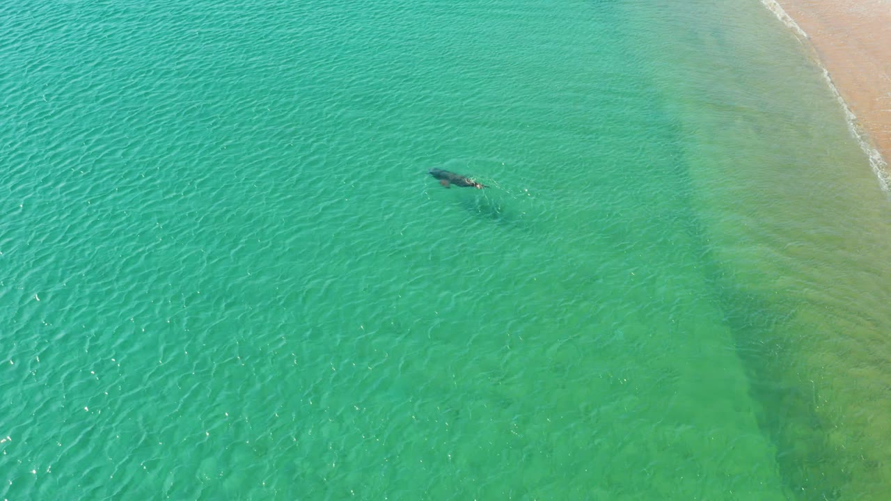 High overhead frame from Los Frailes Los Cabos showing rippled turquoise water, sandy shore in the upper right, and a small dark swimmer-like shape with no facial detail visible.