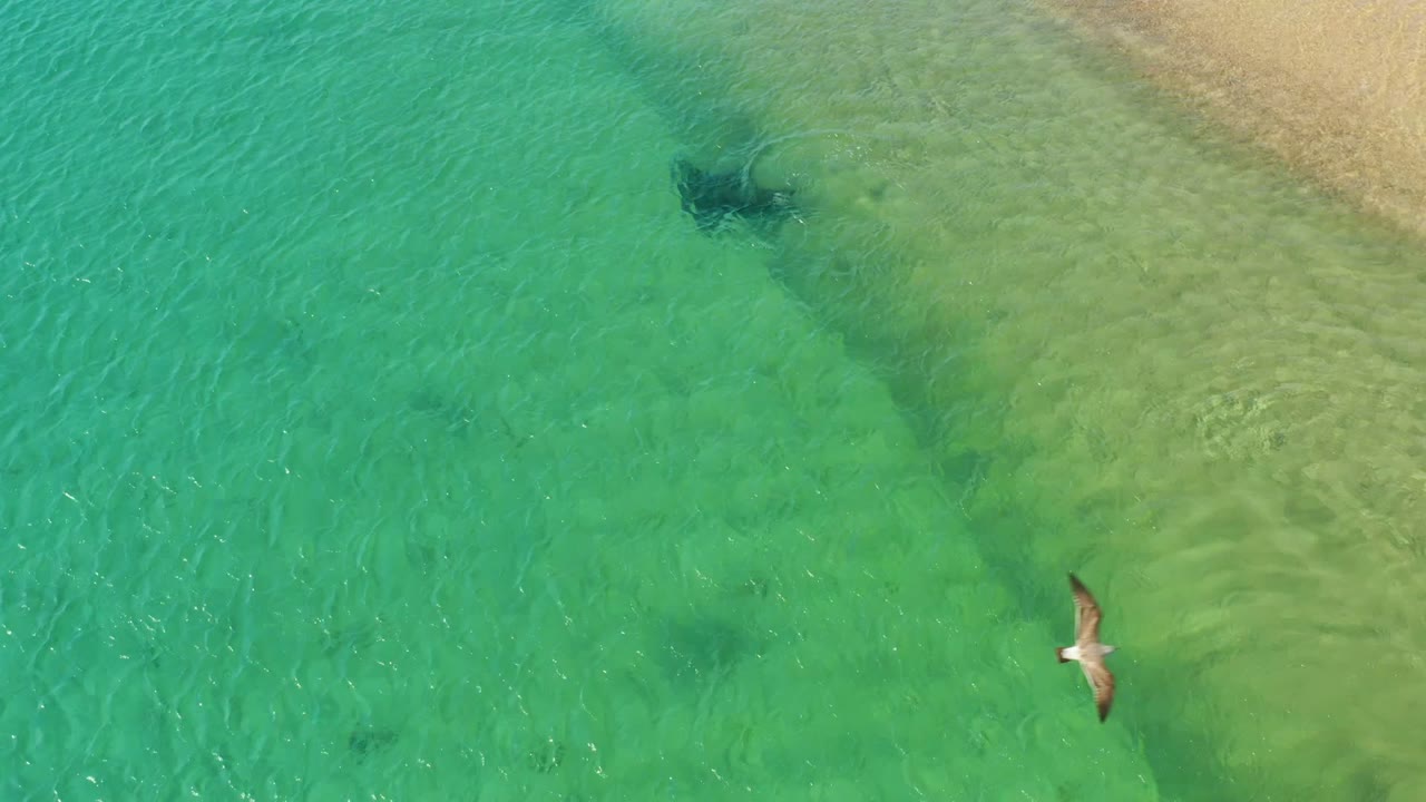 At Los Frailes, Los Cabos, a seagull crosses above clear turquoise shallows while a dark dolphin shape is visible below the surface, with no visible people.