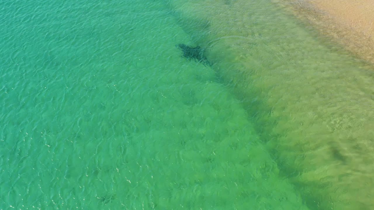 Dolphin shape under clear turquoise water near green shallows.