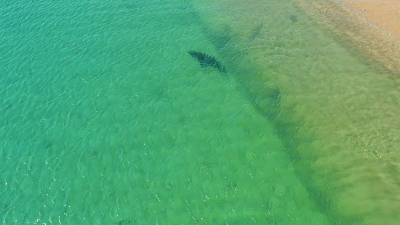 At Los Frailes, Los Cabos, the dolphin sits near the upper center of the overhead frame, surrounded by turquoise water fading into pale sandy shallows, with no visible people.