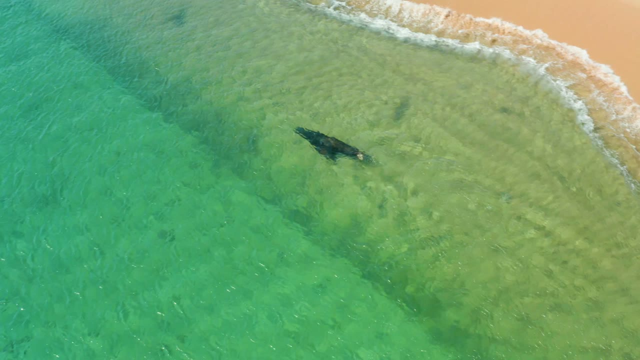 Overhead frame from Los Frailes, Los Cabos shows a dark manta ray in clear shallow turquoise water near a sandy shore with small surf and no visible people.