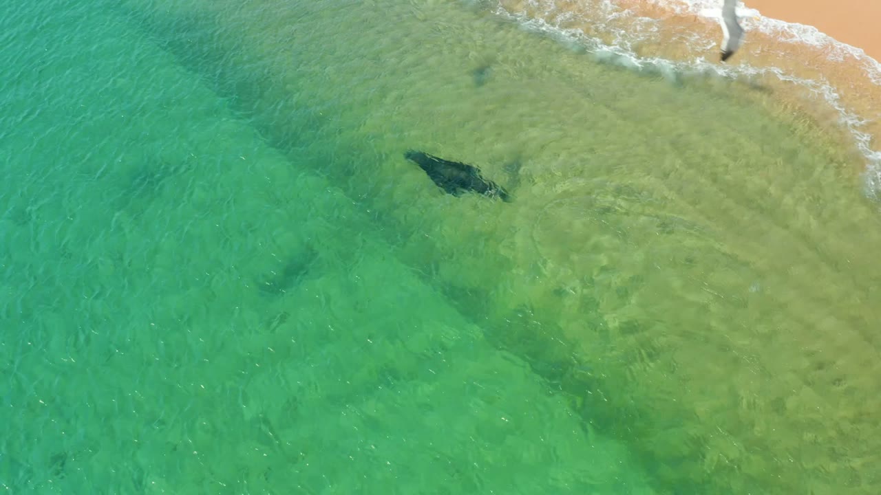 Manta ray below small shore waves in green-blue shallow water.