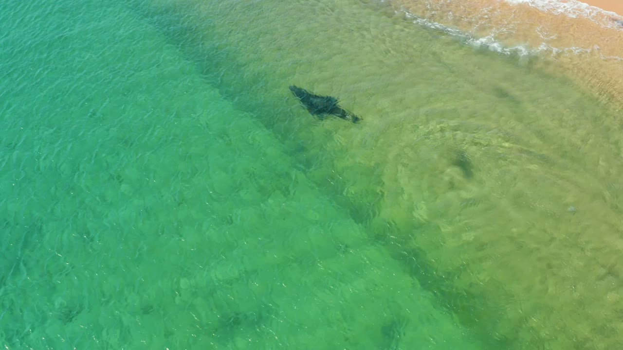 At 0:02, the manta ray appears near the upper part of the overhead frame in Los Frailes, Los Cabos, with pale sand, clear green water, and no visible people.