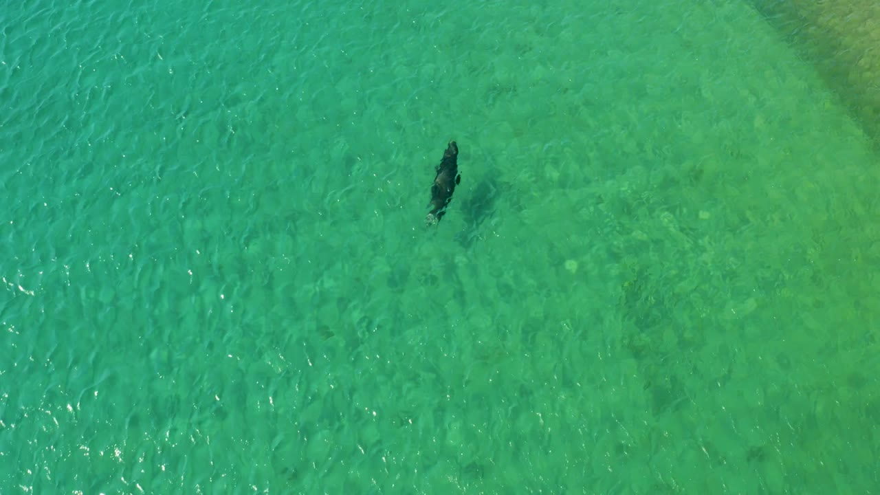 Lone person wading in turquoise water from an overhead angle.