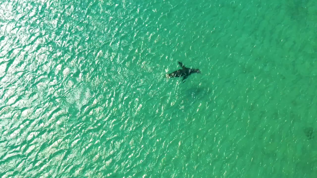 Overhead view of a dolphin near the upper part of clear turquoise water in Los Frailes, Los Cabos, with bright surface texture and no visible people.