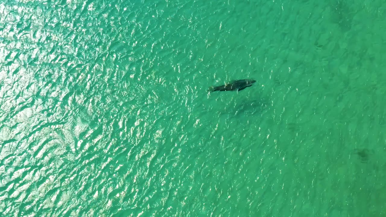 Dolphin gliding under green-blue ocean surface.