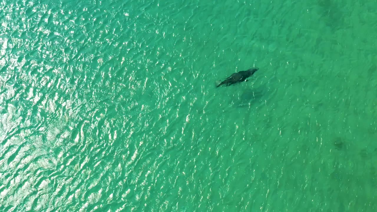 Top-down view of the dolphin near the upper right of the frame in Los Frailes, Los Cabos, surrounded by clear turquoise water and small wave texture with no visible people.