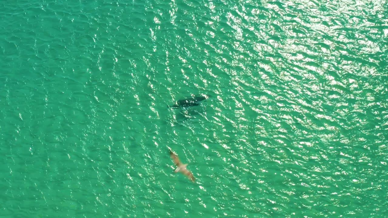 Overhead view in Los Frailes, Baja California Sur, Mexico, showing a dolphin under clear turquoise water with a seagull above the surface and no visible people.