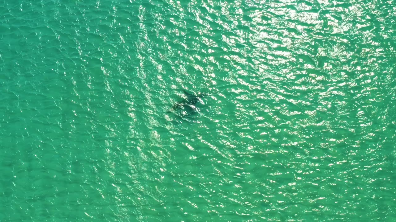 Dolphin beneath rippled turquoise water