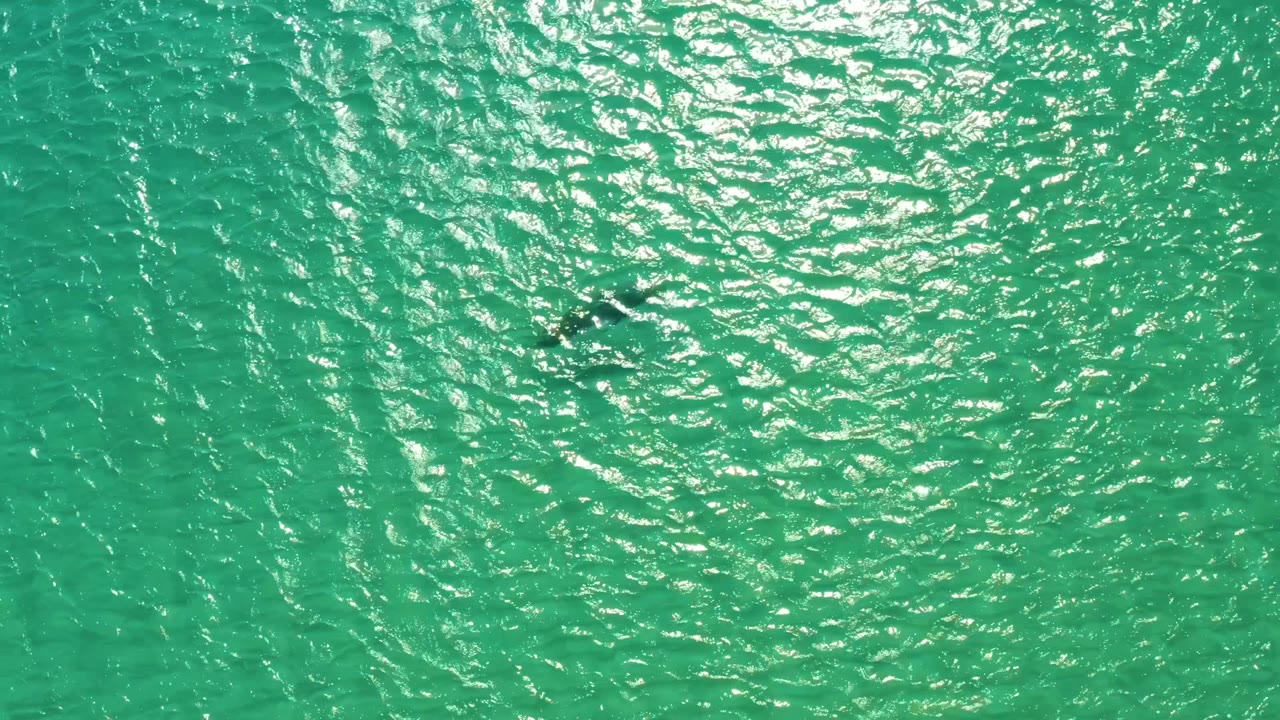 A high overhead Los Frailes frame shows the dolphin as a small dark shape in bright textured turquoise water, with no visible people.