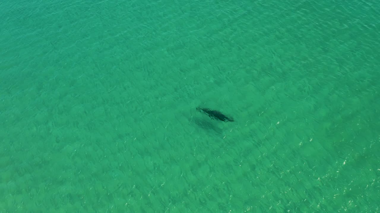 Overhead frame of a dolphin near the left side of clear turquoise water at Los Frailes, Los Cabos, with ripples across the surface and no visible people.