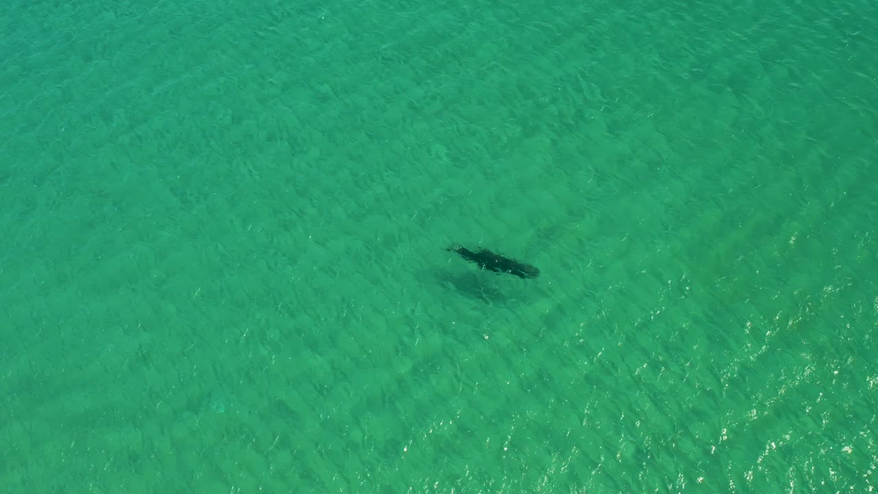 Dolphin moving through turquoise ocean water.