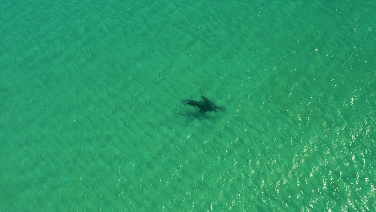 Overhead frame of the dolphin near the upper right area of sunlit turquoise water at Los Frailes, Los Cabos, with brighter surface reflection and no visible people.