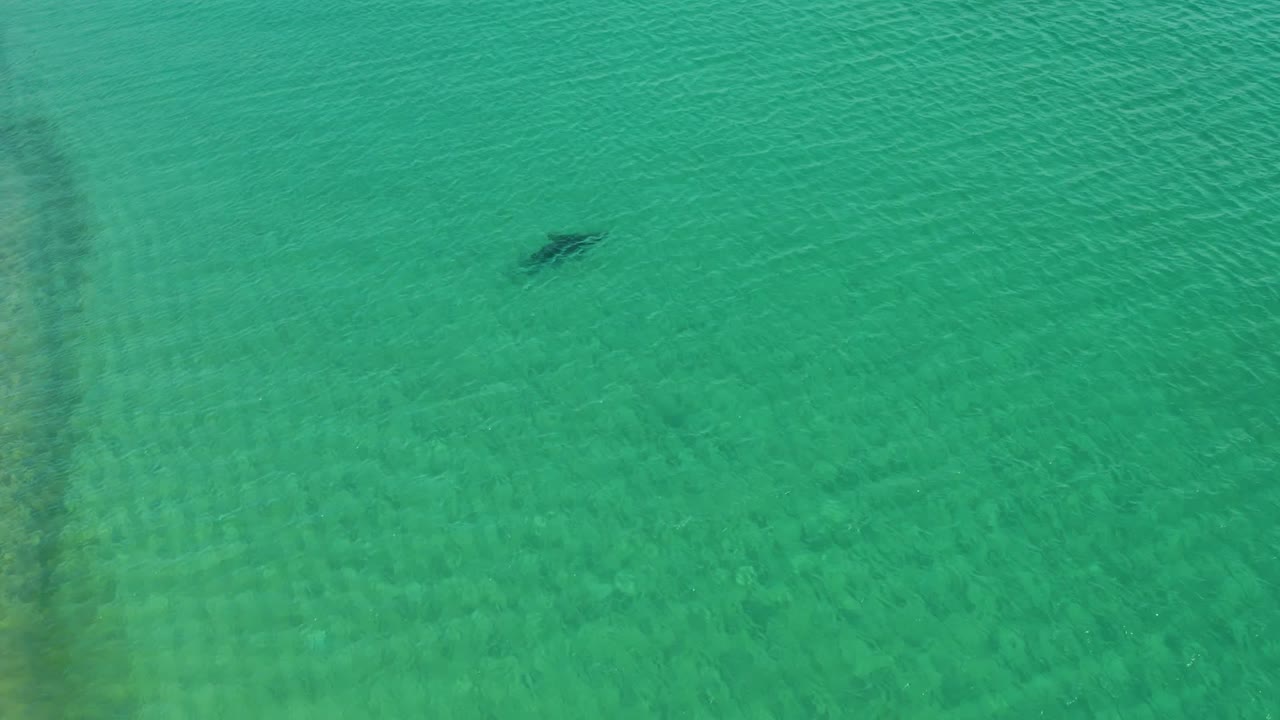 A dark stingray is visible under clear turquoise water at Los Frailes, Los Cabos, with rippled seabed texture and no visible people.