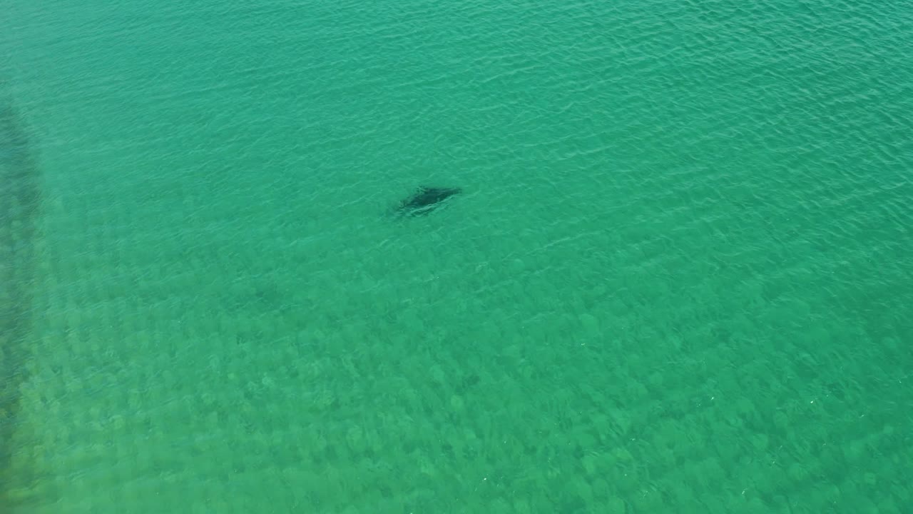 Stingray farther across rippled turquoise water.