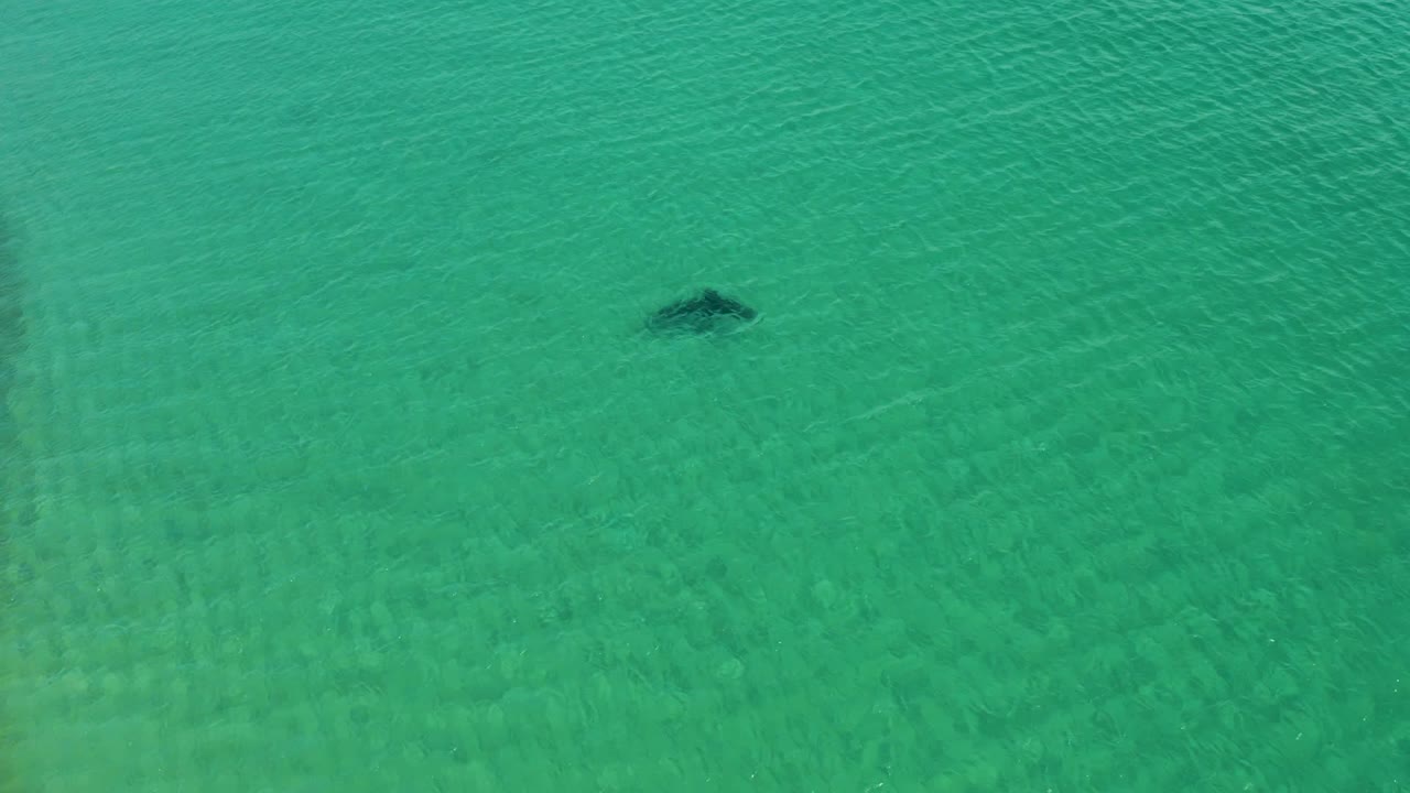 A small dark stingray shape sits in the upper portion of clear shallow water at Los Frailes, Los Cabos, with no shoreline or people visible.