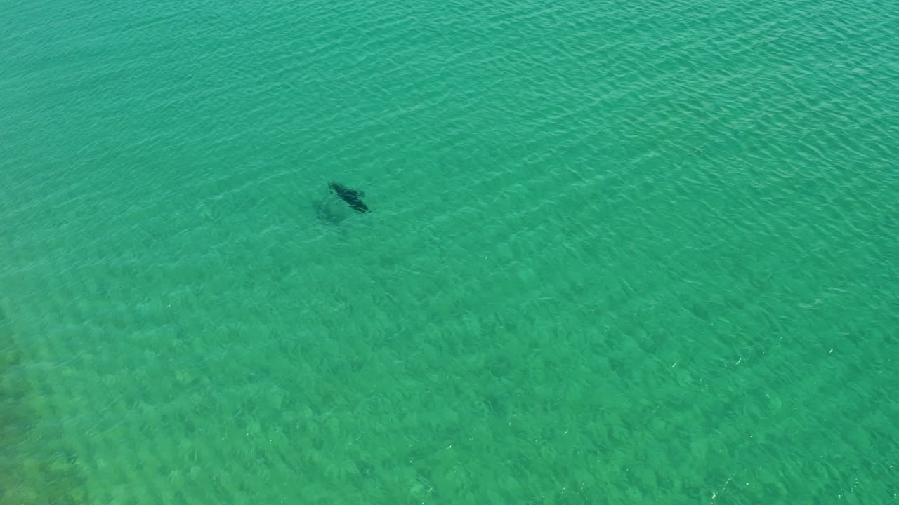 A dark marine animal is visible beneath rippled turquoise water at Los Frailes, Los Cabos, with no visible people in the frame.