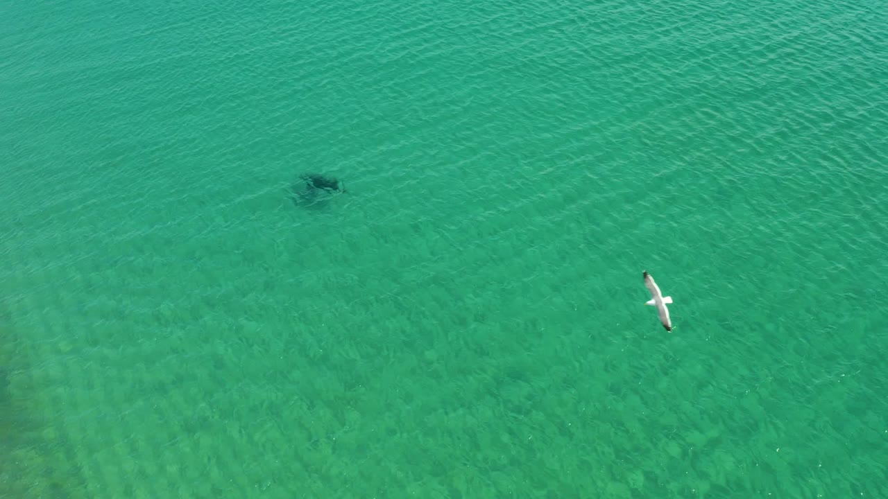 Marine animal underwater with a seagull flying above