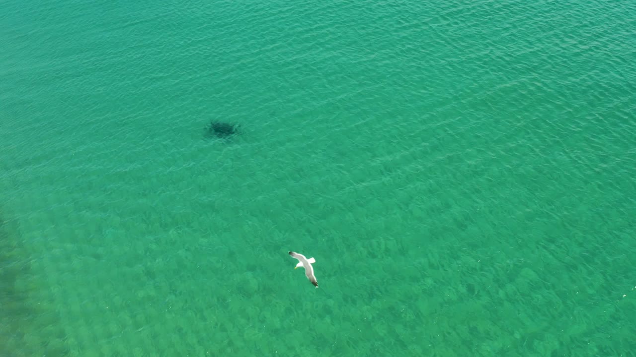 A white seagull crosses the right side of the aerial view above clear turquoise water at Los Frailes, Los Cabos, with no visible people.