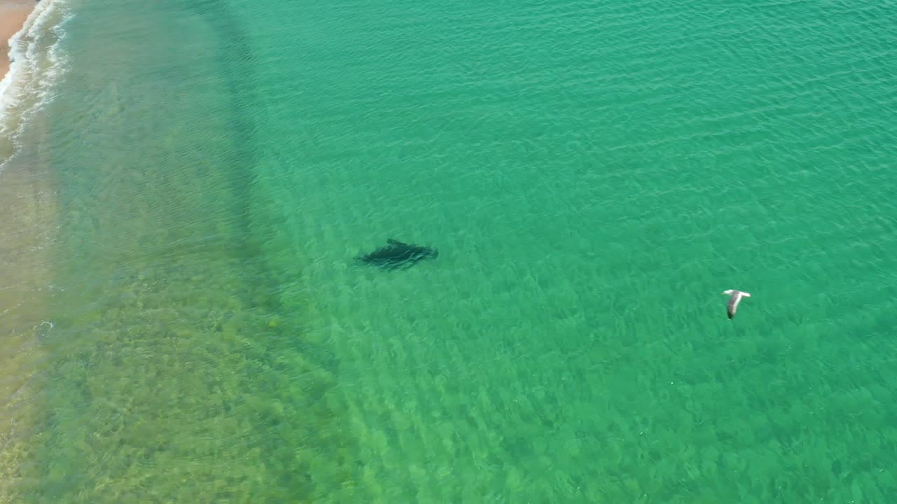 Overhead view at Los Frailes, Los Cabos of a dark shark shape in clear turquoise shallows, a seagull crossing the frame, shoreline surf at the left edge, and no visible people.
