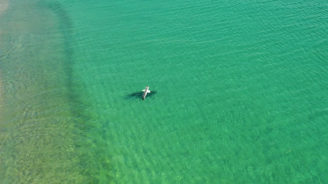 A seagull flies above clear shallow water at Los Frailes, Los Cabos while a dark shark shape remains below the surface, with no visible people in frame.