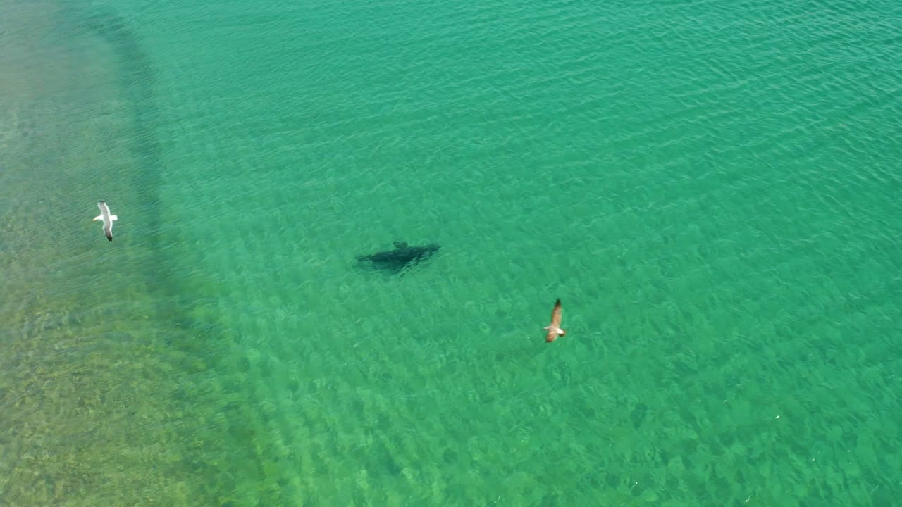 Two seagulls are visible over the transparent coastal water at Los Frailes, Los Cabos, with the shark's dark outline below and no visible people.