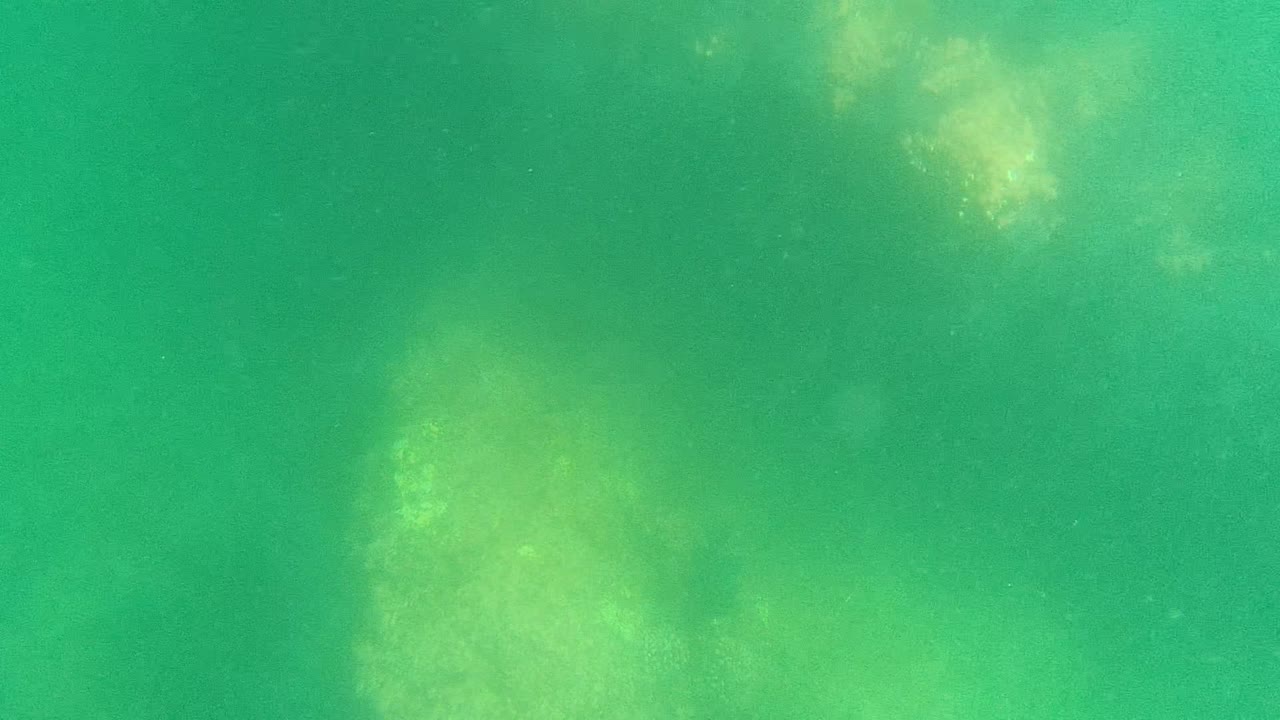 Green underwater frame from Cabo Pulmo showing pale seagrass or marine vegetation beneath slightly murky water, with no visible people.