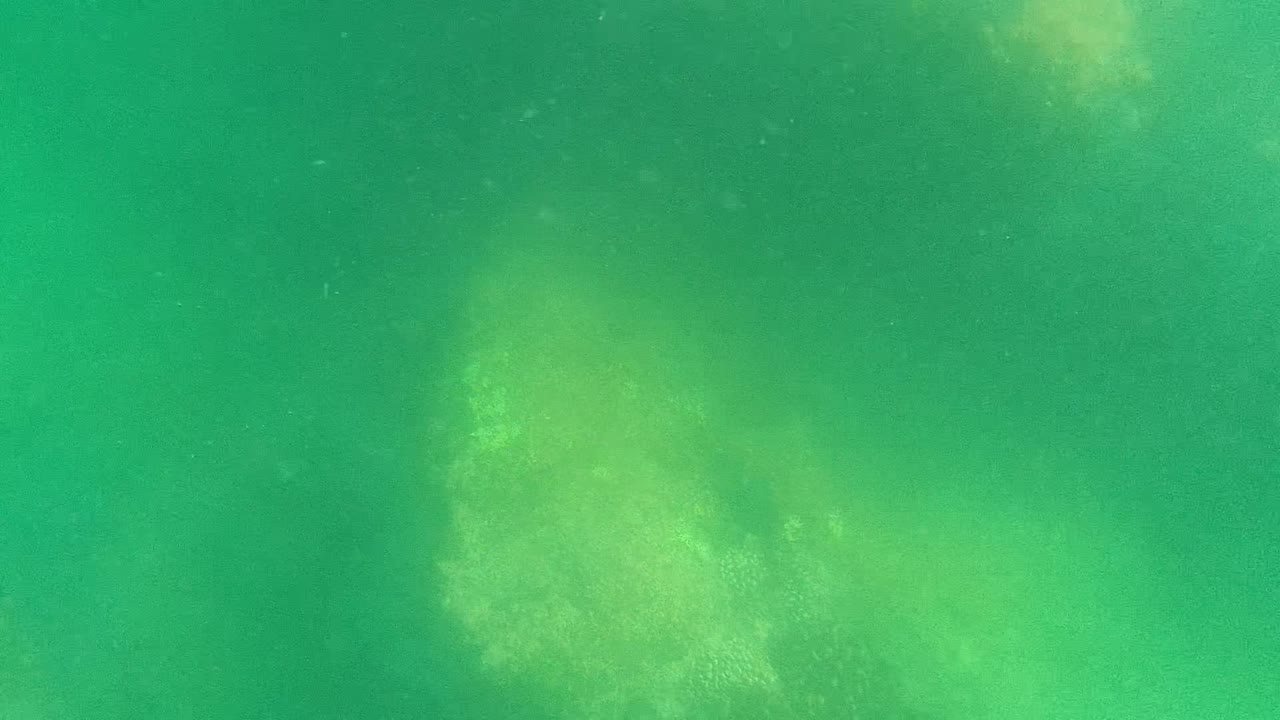 Murky green water over a pale vegetation patch