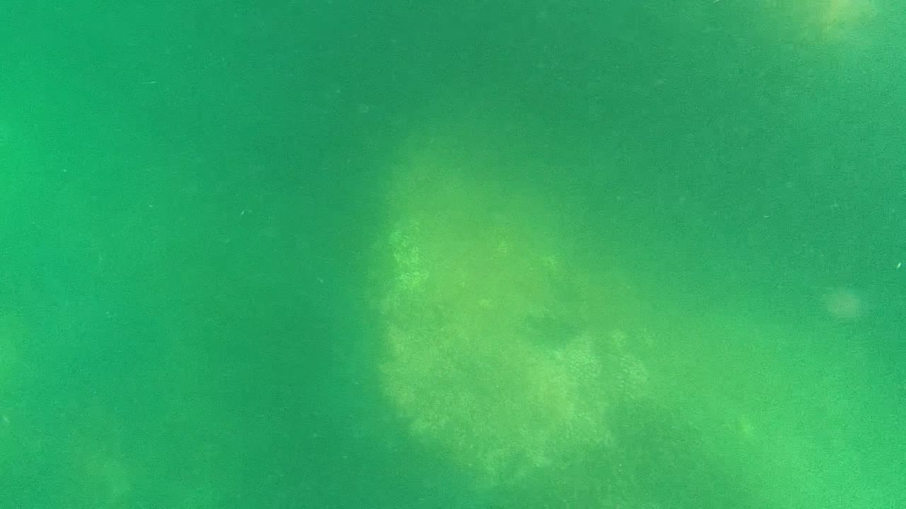 Green underwater view from Cabo Pulmo with a broad blurred seagrass formation beneath the water and no visible people.