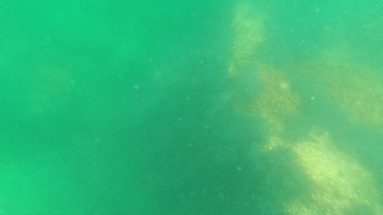 Green underwater water in Cabo Pulmo with pale seaweed or algae patches suspended near the upper and lower frame, no visible people.