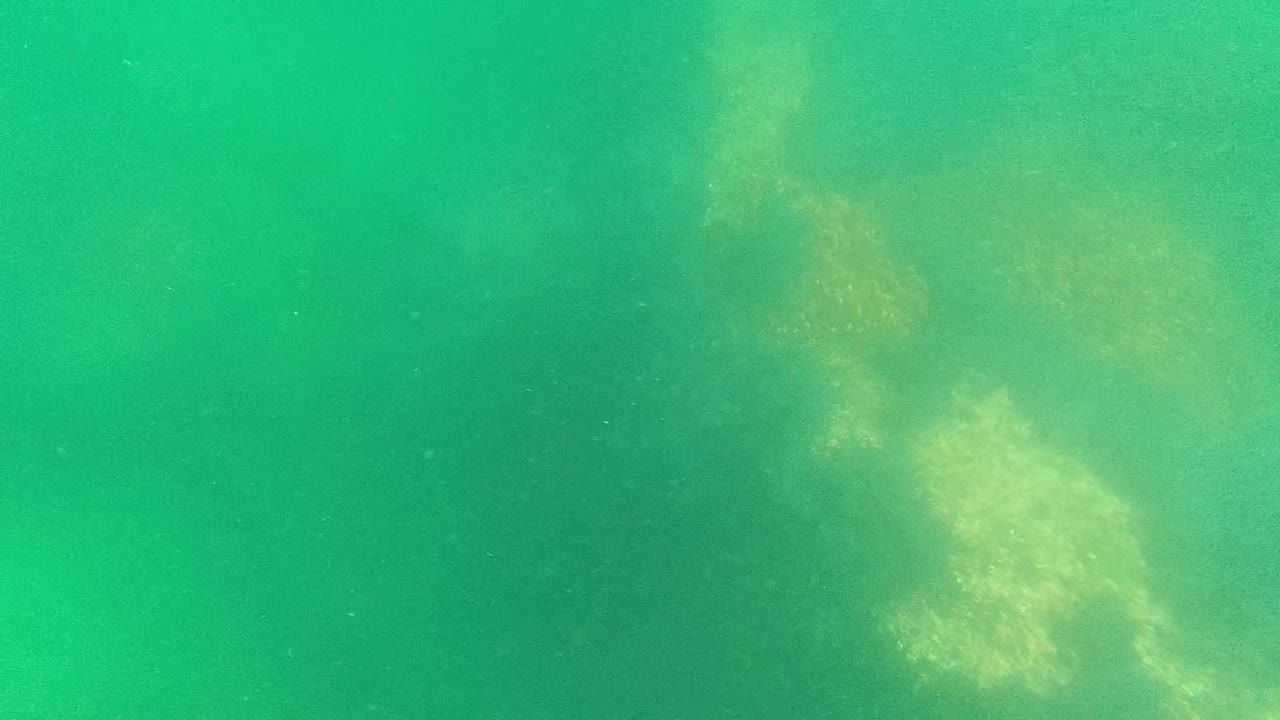 Pale underwater vegetation drifting in green water.