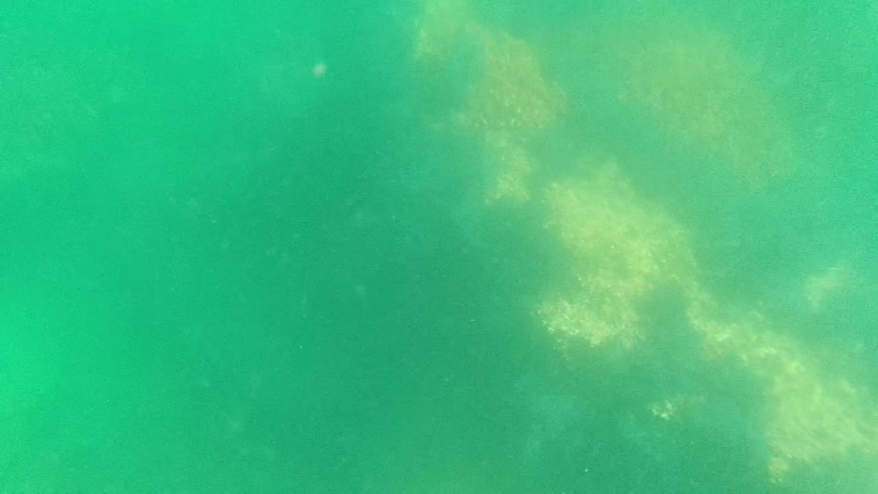 A smaller pale algae or seaweed patch sits near the center of the green underwater frame in Cabo Pulmo, with no visible people.