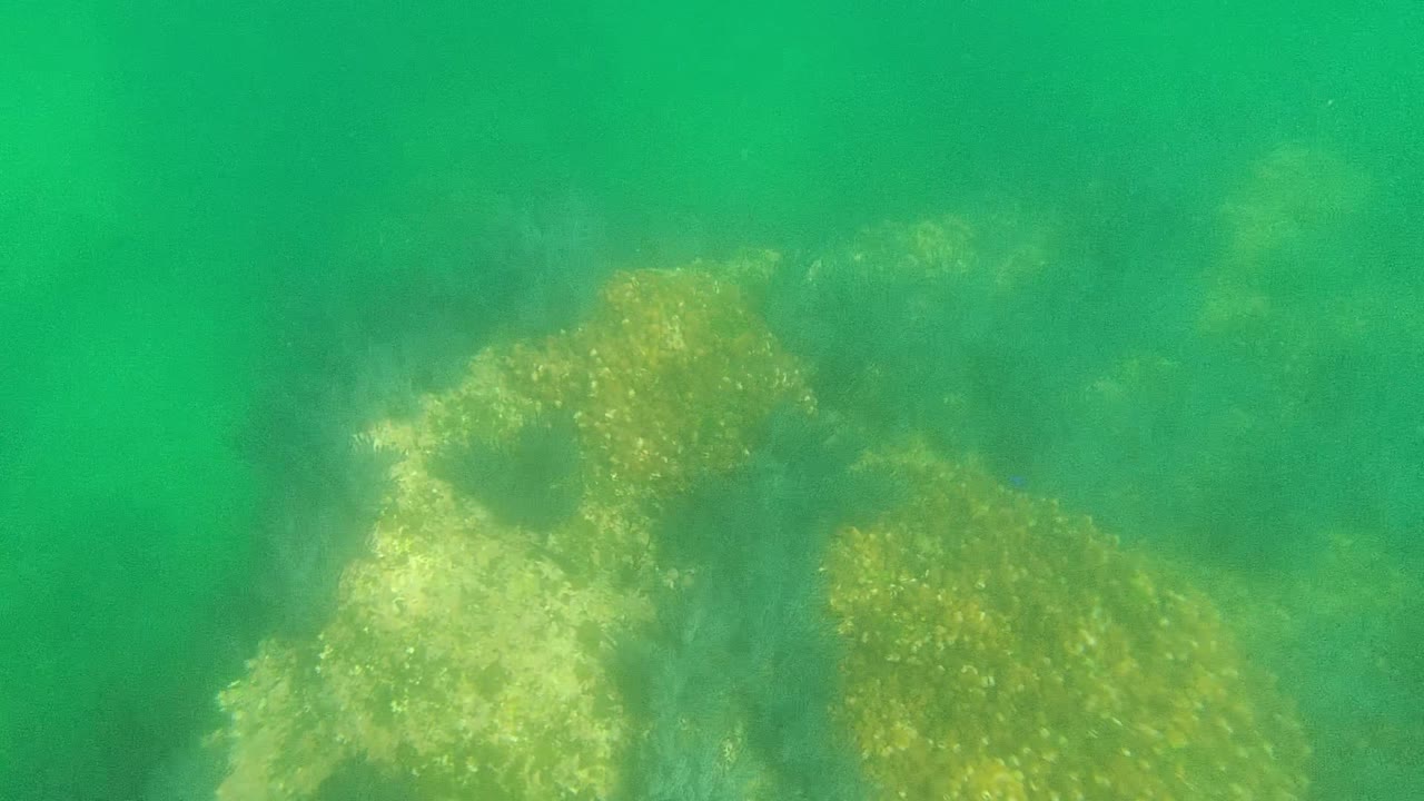 Underwater view in Cabo Pulmo, Mexico, showing pale rocks and yellow-green seaweed through green water, with no visible people.