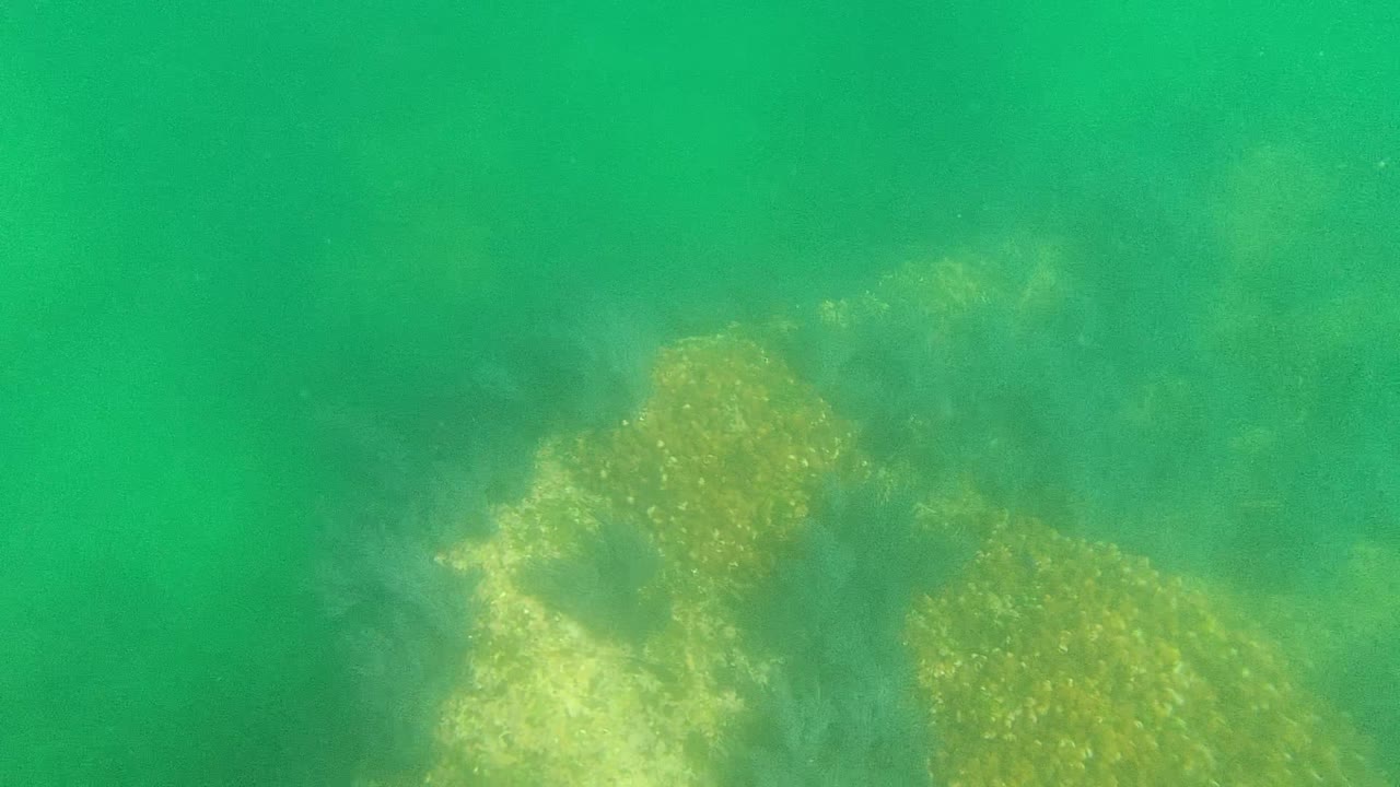 Rocky seabed with seaweed patches underwater
