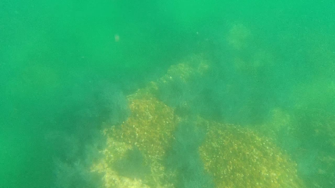 Underwater Cabo Pulmo seabed with scattered pale rocks, yellow-green seaweed growth, and a hazy green background, with no visible people.