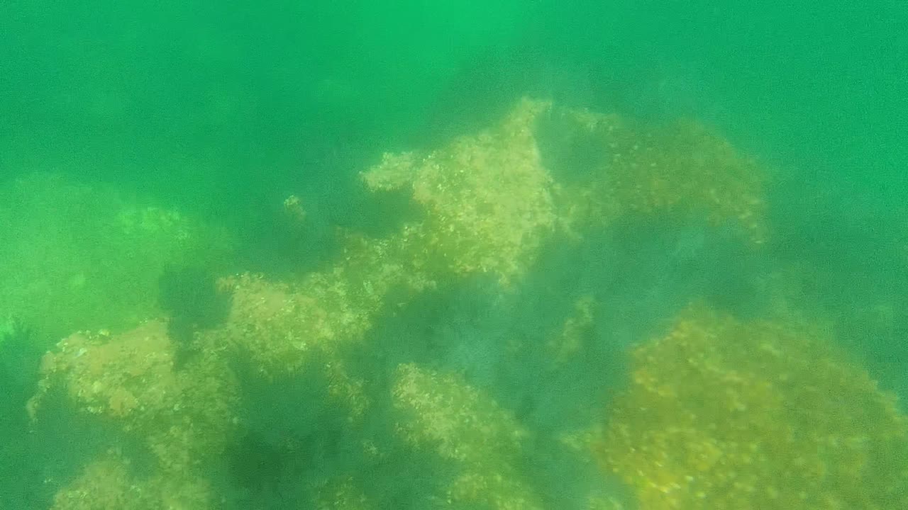 Algae-covered rocks beneath green clear water.