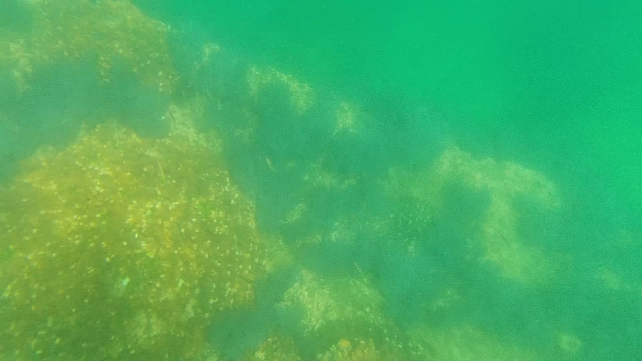 Underwater view in Cabo Pulmo showing green water over uneven rocks with algae-like growth and no visible people.