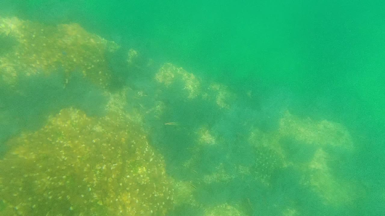 Rocky seabed beneath clear green water.