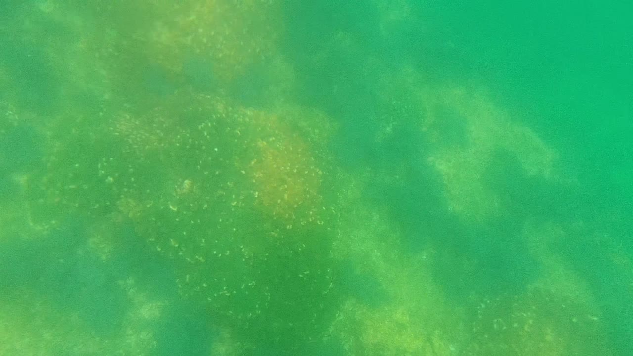 At 0:00, green underwater water in Cabo Pulmo shows coral formations low in frame, suspended particles, tiny fish specks, and no visible people.