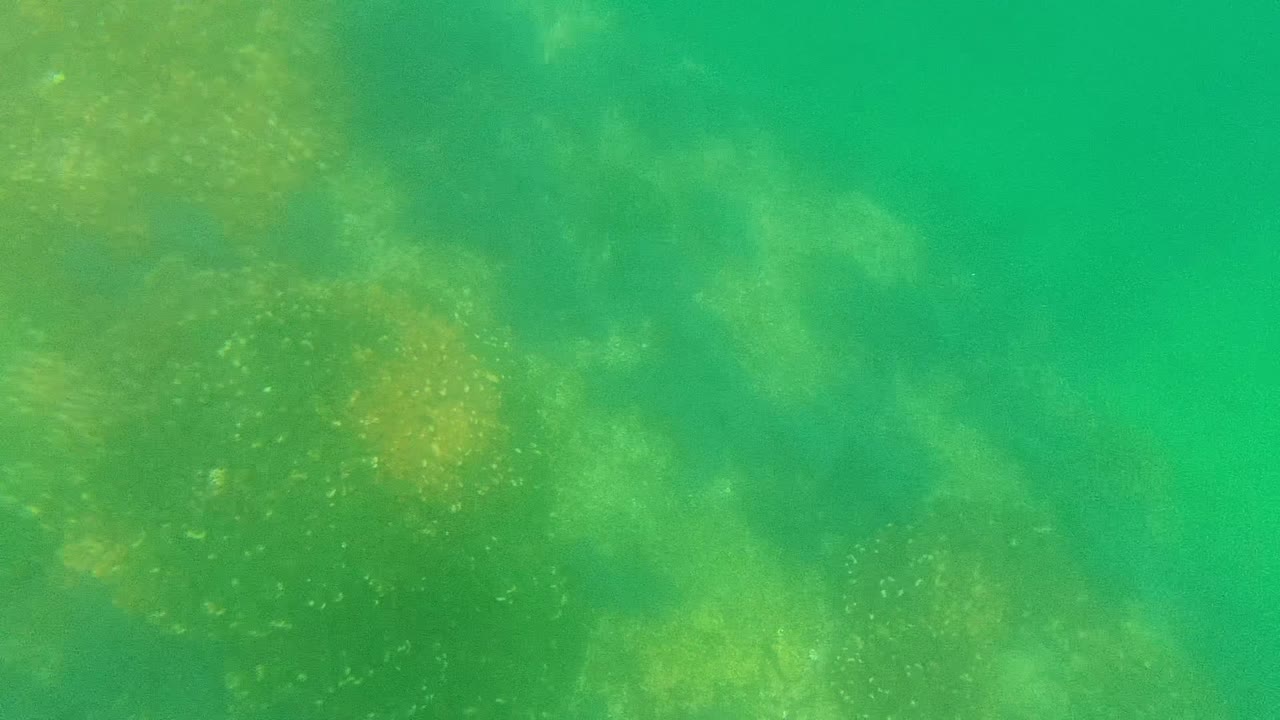 Cloudy green water over coral with faint small fish