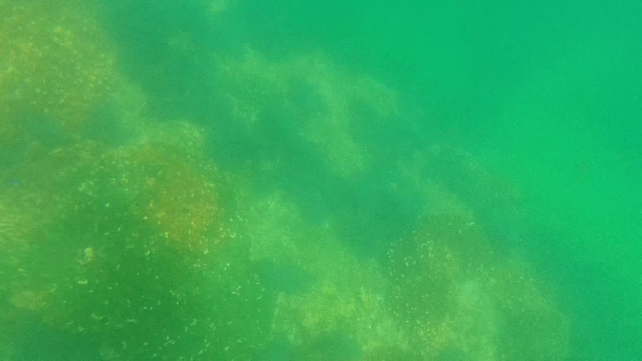 At 0:02, coral patches appear through green Cabo Pulmo water with a clearer open area at upper right, fine particles, tiny fish dots, and no visible people.