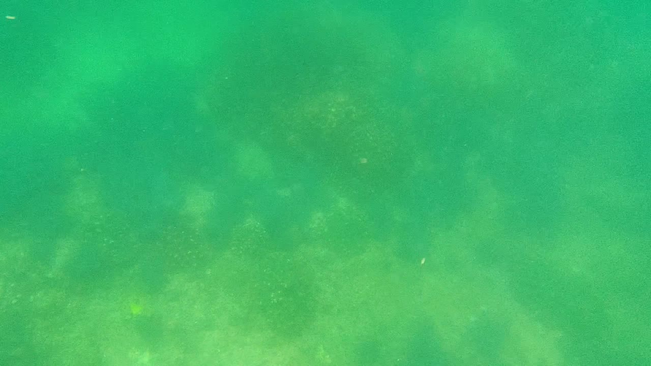 Underwater seabed with green water and faint marine life