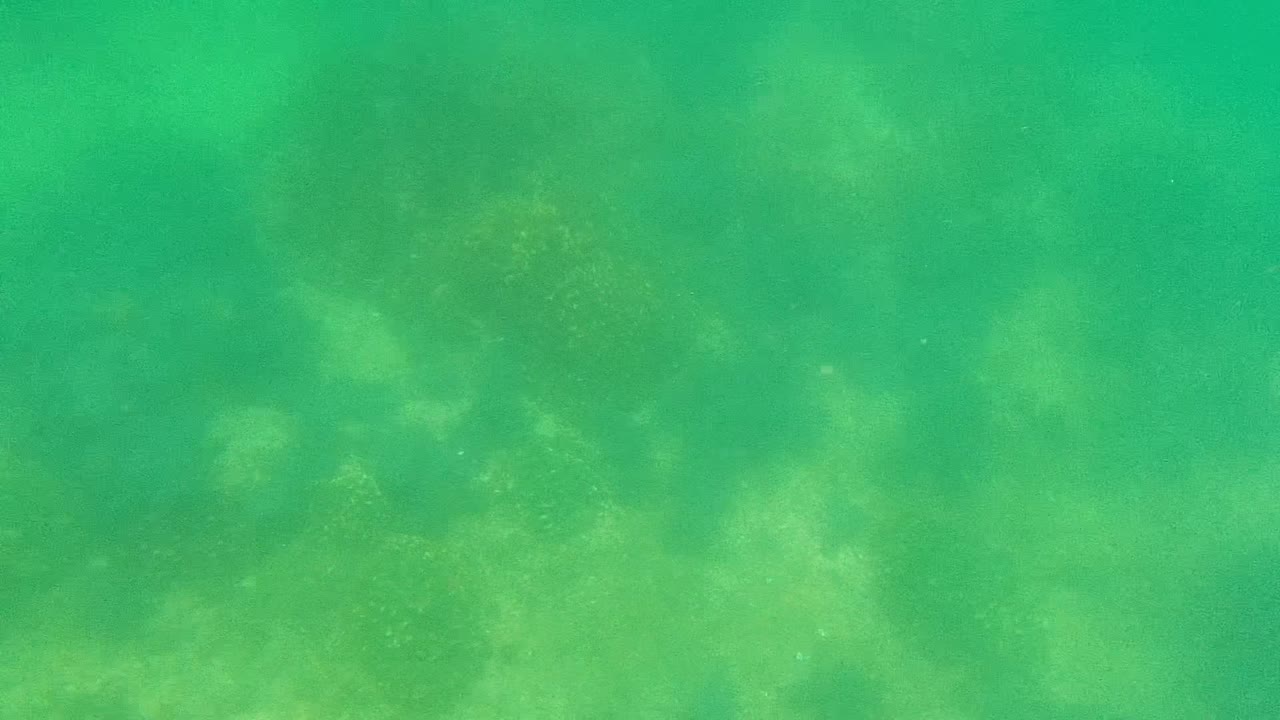 Mid-clip underwater frame in Cabo Pulmo with a pale sandy floor, green water column, and no visible people.