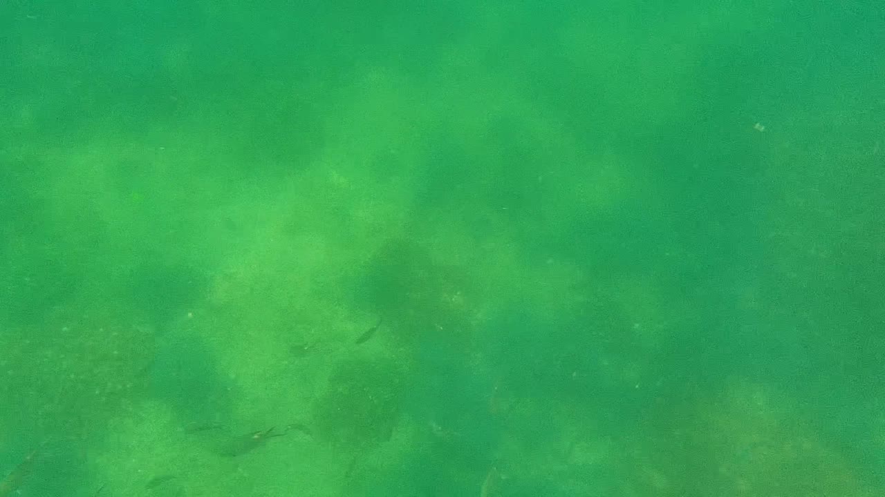 Small dark fish appear near the left side of shallow green water over a faint sandy seabed in Cabo Pulmo, with no visible people.