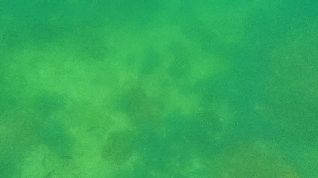 Green shallow water with faint fish and seabed texture.
